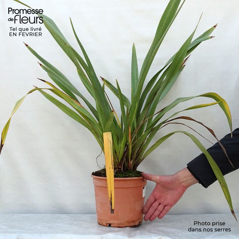 Exemplar von Phormium tenax - Lin de Nouvelle-Zélande pot de 4/5L wie im Winter geliefert