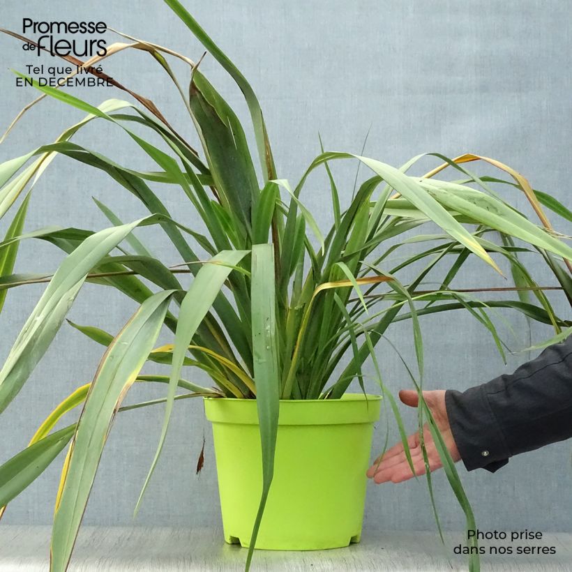 Exemplar von Phormium tenax - Lin de Nouvelle-Zélande pot de 8L wie im Winter geliefert