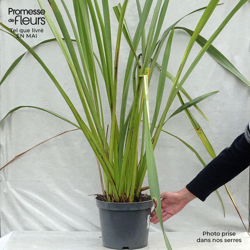 Exemplar von Phormium tenax - Neuseeländischer Flachs Topf mit 7,5L/10LGelieferte Höhe ca. 80/100cm wie im Frühjahr geliefert