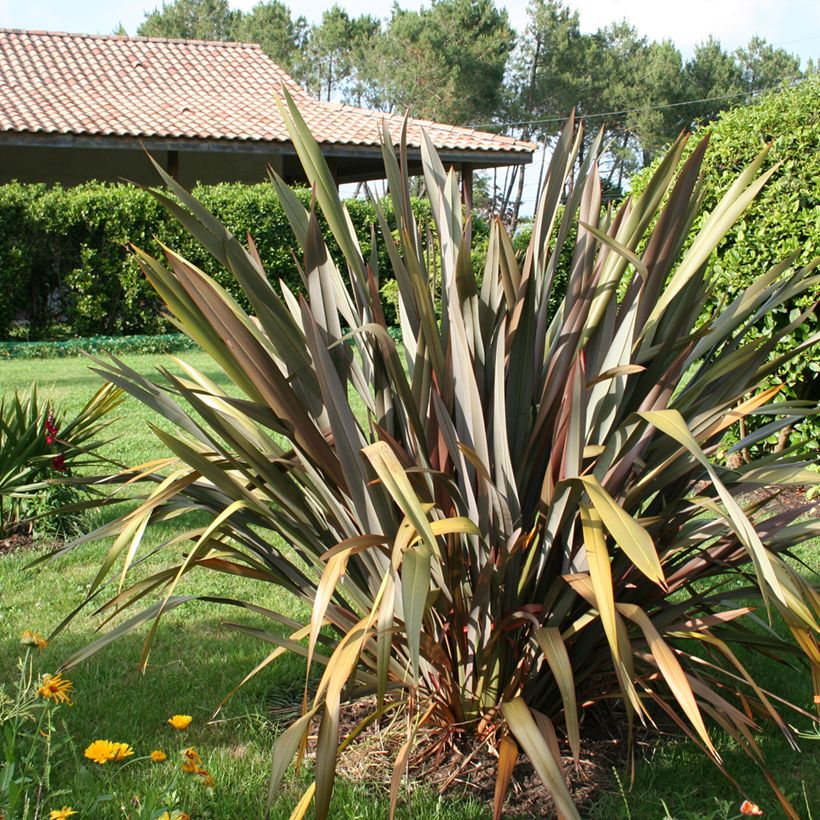 Phormium tenax Purpureum - Roter Neulseeländischer Flachs (Hafen)