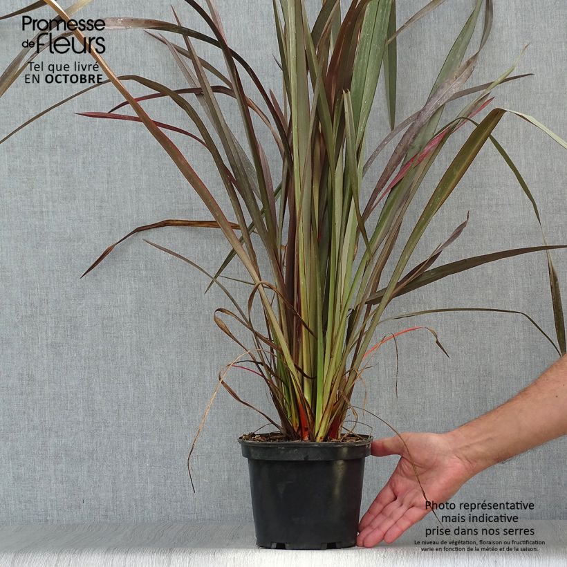 Exemplar von Phormium tenax Purpureum - Roter Neulseeländischer Flachs wie im Herbst geliefert