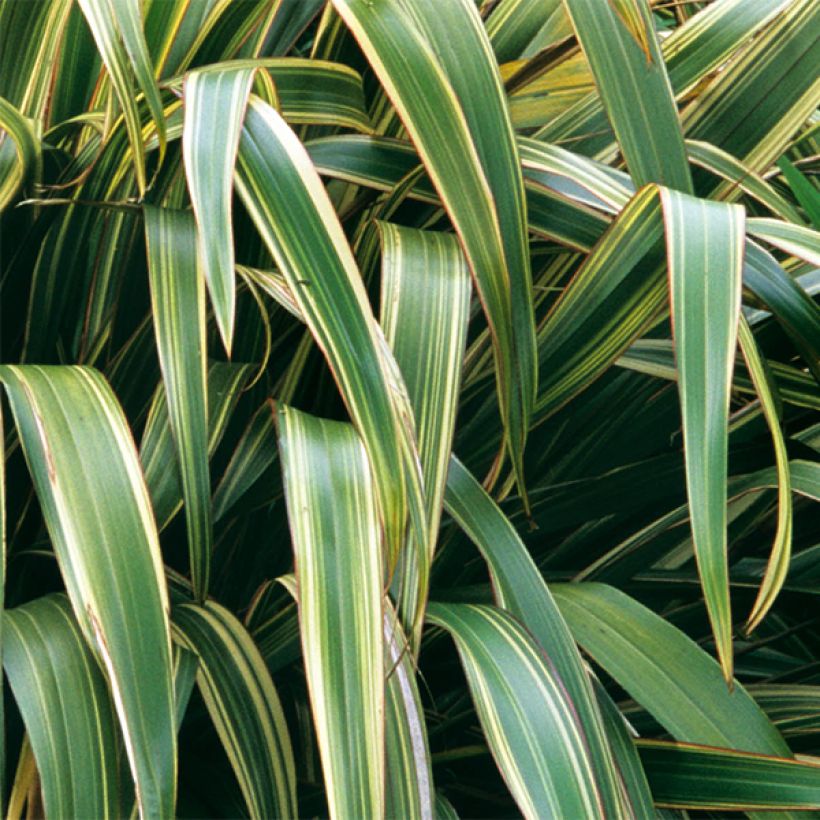 Phormium tenax Variegatum (Laub)