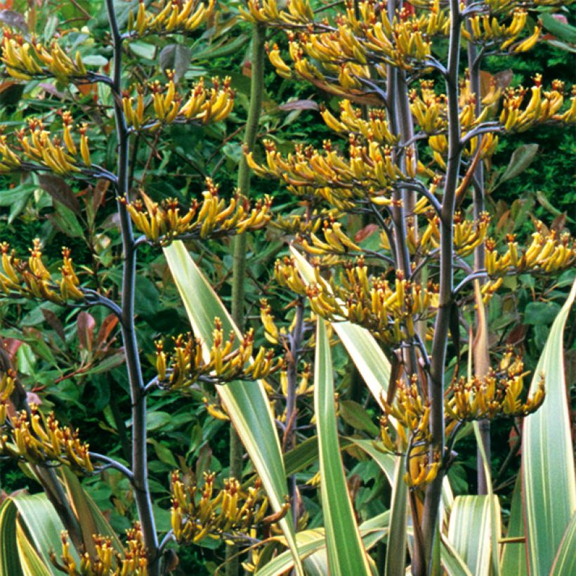 Phormium tenax Variegatum (Blüte)