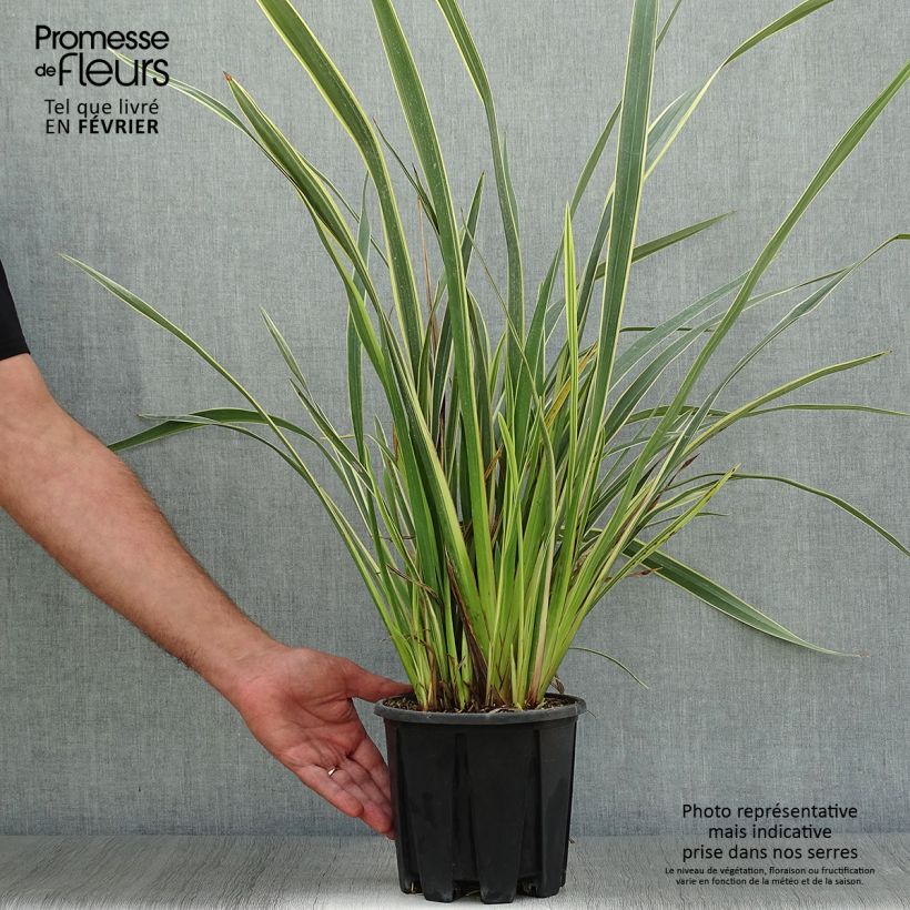 Exemplar von Phormium tenax Variegatum - Lin de Nouvelle-Zélande pot de 3L wie im Herbst geliefert