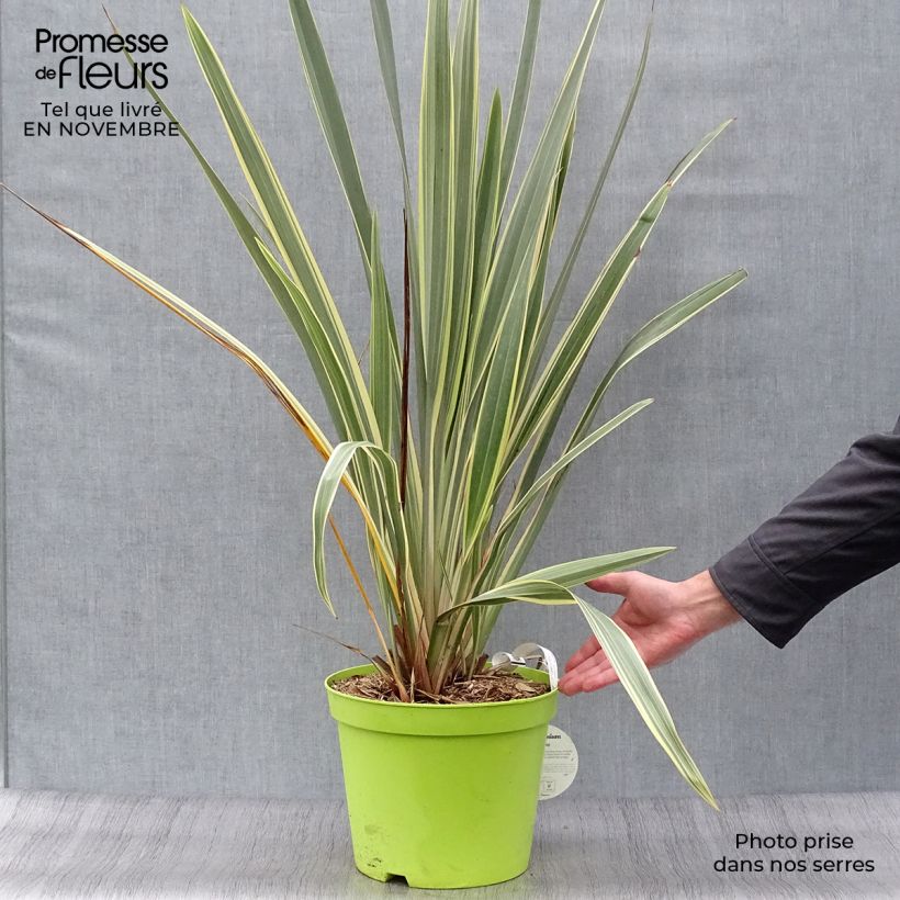 Exemplar von Phormium tenax Variegatum - Lin de Nouvelle-Zélande pot de 8L wie im Herbst geliefert