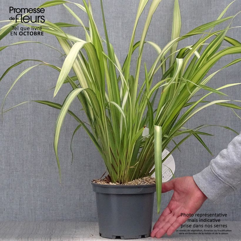 Exemplar von Phormium tenax Yellow Wave wie im Herbst geliefert