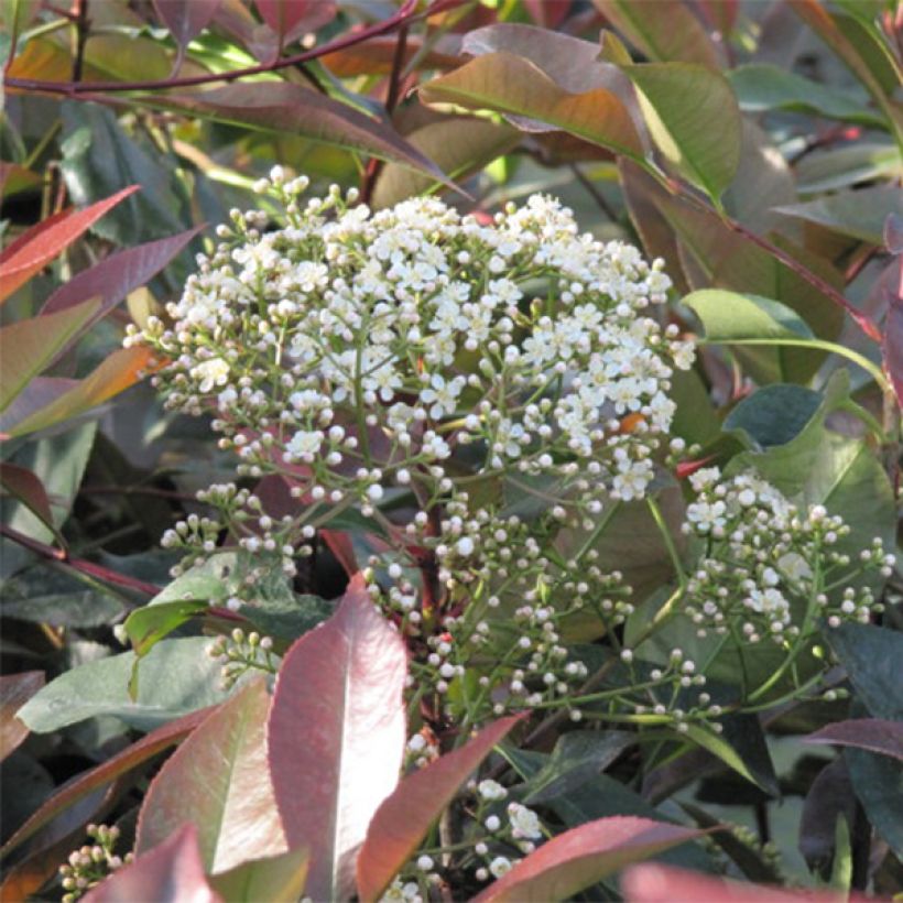 Zwerg Glanzmispel Little Red Robin - Photinia fraseri (Blüte)