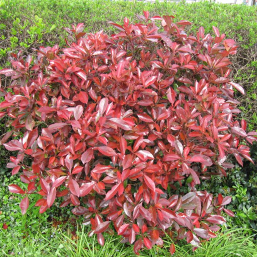 Zwerg Glanzmispel Little Red Robin - Photinia fraseri (Hafen)