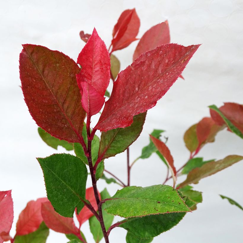 Zwerg Glanzmispel Little Red Robin - Photinia fraseri (Laub)