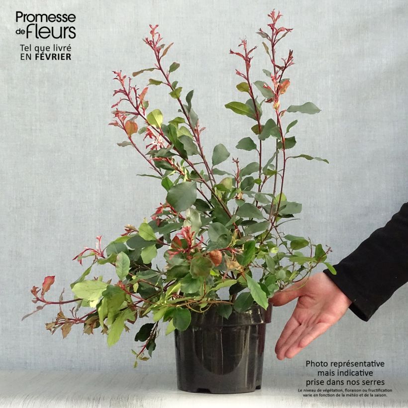 Exemplar von Photinia Little Red Robin en pot de 2L/3L wie im Winter geliefert