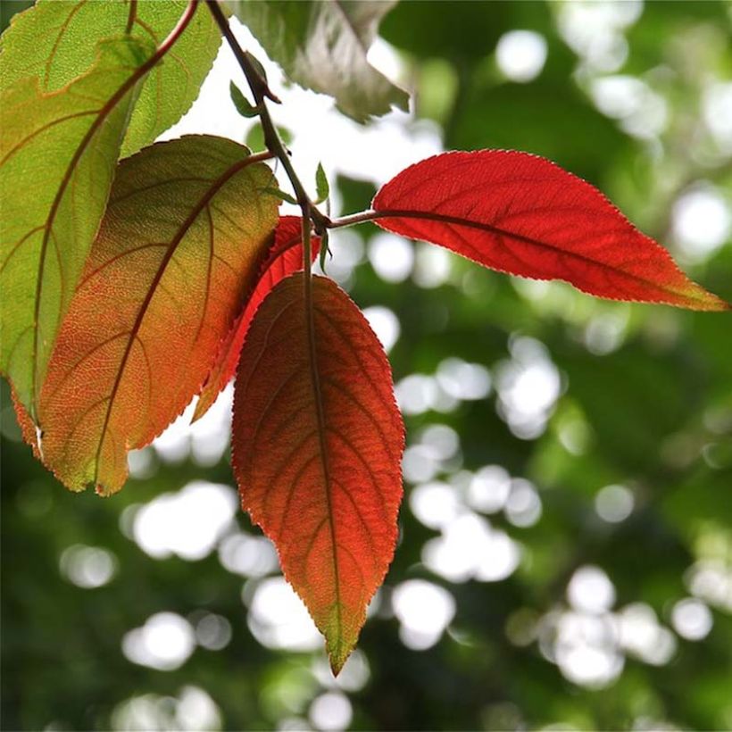 Photinia beauverdiana var. notabilis - Glanzmispel (Laub)