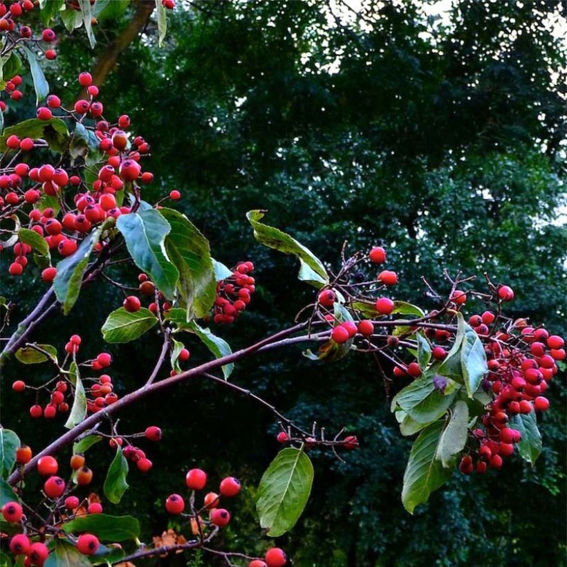 Photinia beauverdiana var. notabilis - Glanzmispel (Ernte)