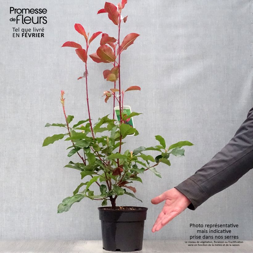 Exemplar von Photinia fraseri Camilvy 50cm en pot de 2L/3L wie im Winter geliefert