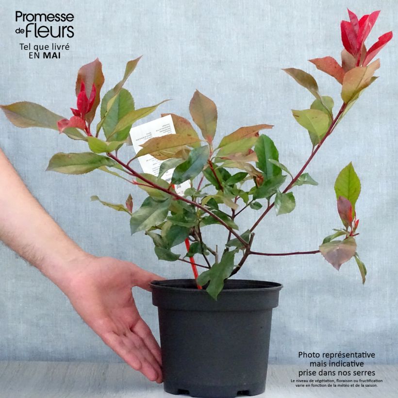 Exemplar von Rote Glanzmispel Camilvy - Photinia fraseri Topf mit 2L/3LGelieferte Höhe ca. 50cm wie im Frühjahr geliefert