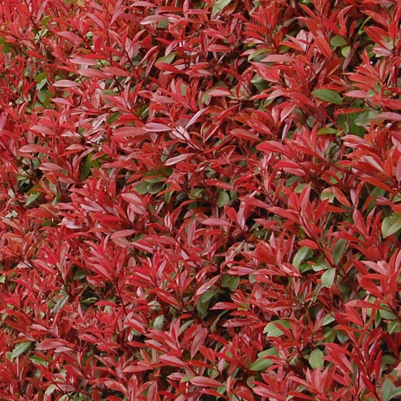 Rote Glanzmispel Carré Rouge - Photinia fraseri (Laub)