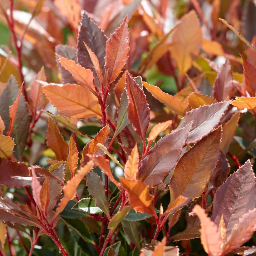 Glanzmispel Chico - Photinia fraseri (Laub)