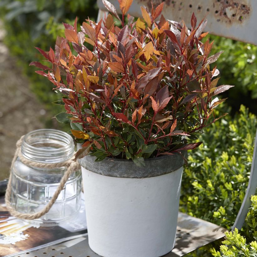 Glanzmispel Chico - Photinia fraseri (Hafen)