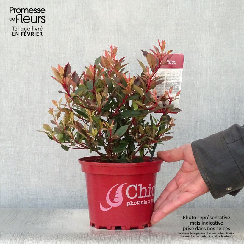 Exemplar von Photinia fraseri Chico Pot de 2L/3L wie im Winter geliefert