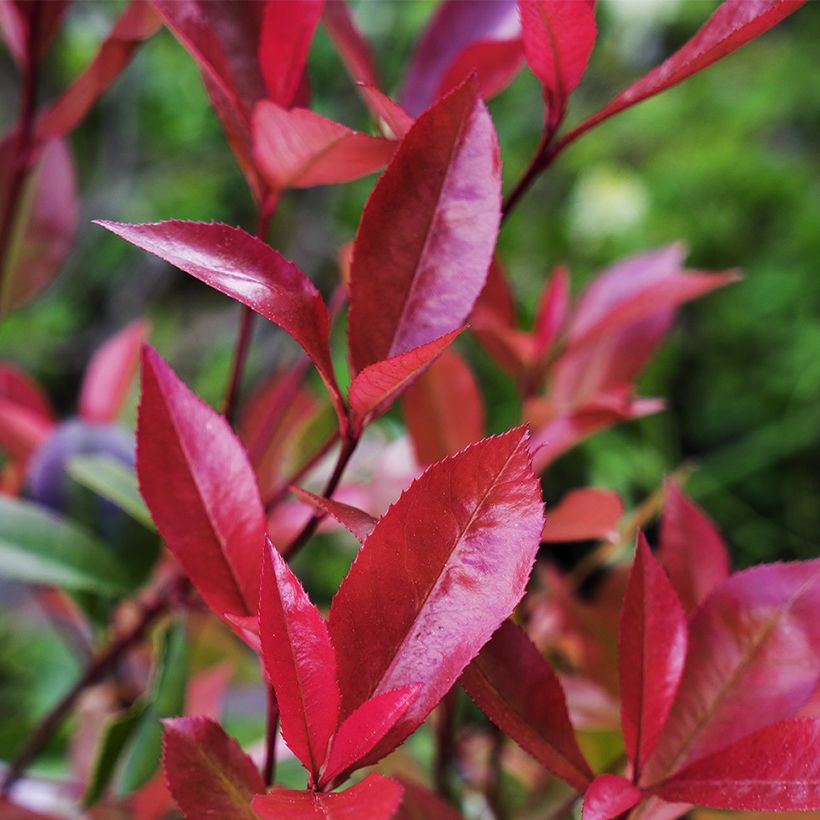 Rote Glanzmispel Devil's Dream - Photinia fraseri (Laub)