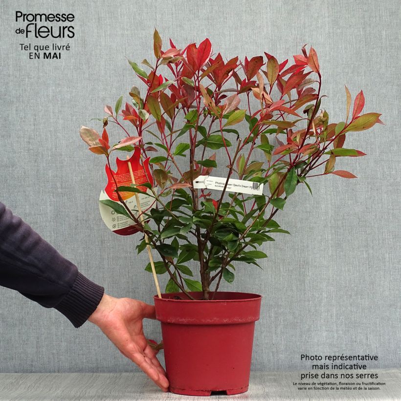 Exemplar von Rote Glanzmispel Devil's Dream - Photinia fraseri Topf mit 3L/4LGelieferte Höhe ca. 30/40cm wie im Frühjahr geliefert