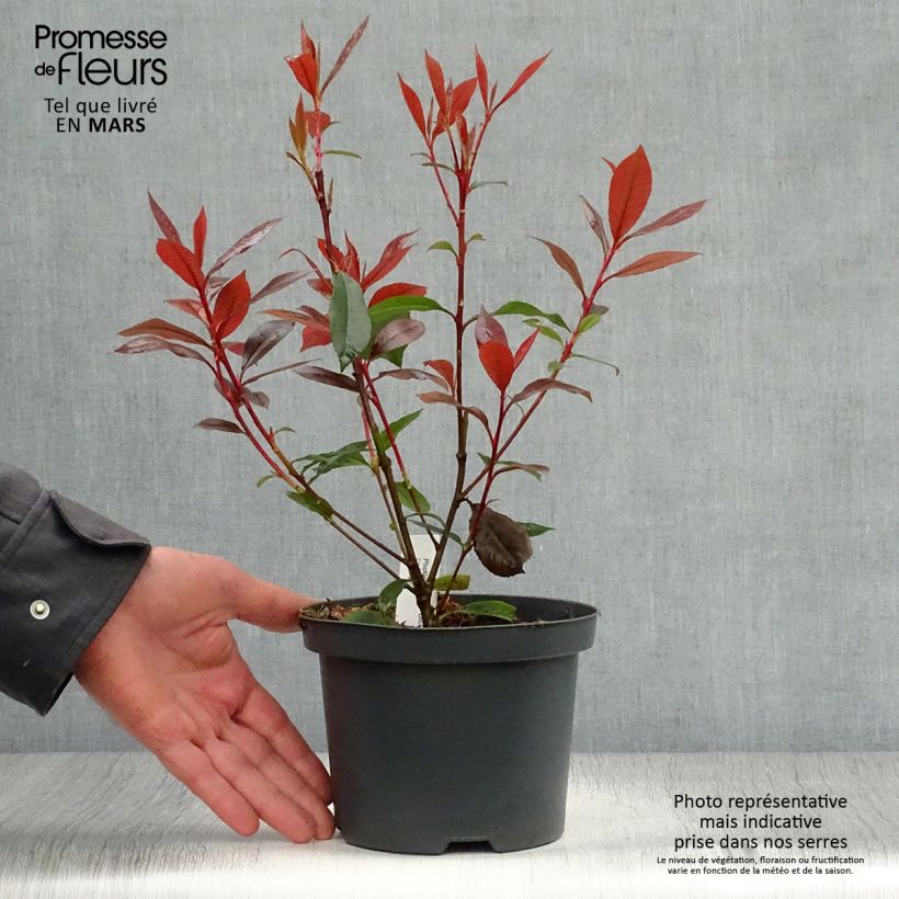 Exemplar von Photinia fraseri Dicker Toni Pot de 2L/3L wie im Frühjahr geliefert