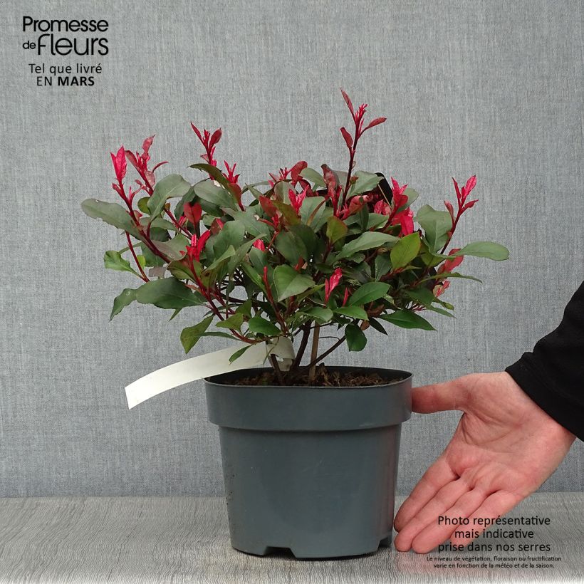 Exemplar von Photinia fraseri Little Fenna Pot de 2L/3L wie im Winter geliefert