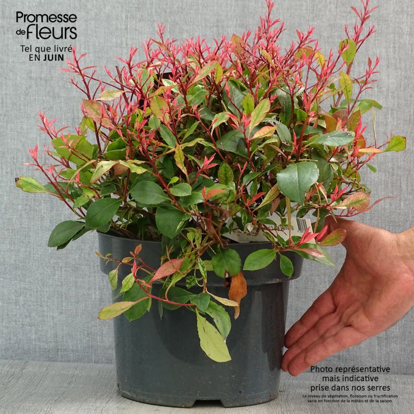 Exemplar von Rote Glanzmispel Little Fenna - Photinia fraseri Topf mit 2L/3LGelieferte Höhe ca. 20/25cm wie im Frühjahr geliefert