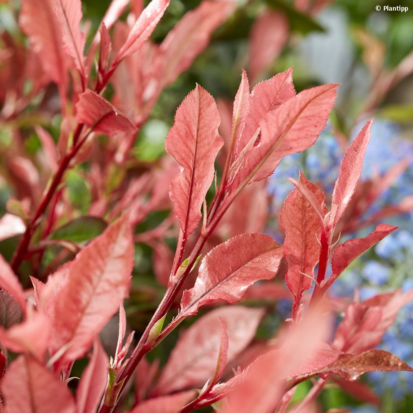 Rote Glanzmispel Little Fenna - Photinia fraseri (Laub)