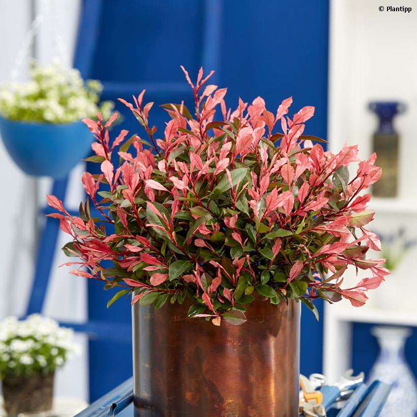 Rote Glanzmispel Little Fenna - Photinia fraseri (Hafen)