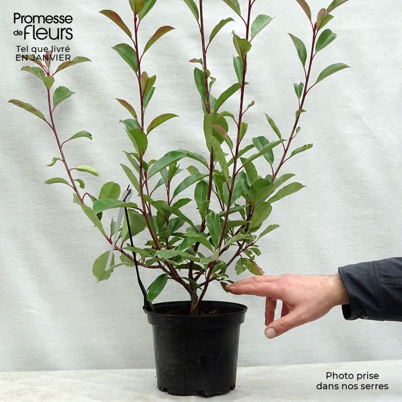 Exemplar von Photinia fraseri Louise Pot de 2L/3L wie im Winter geliefert