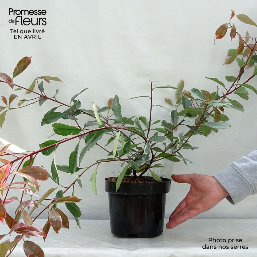 Exemplar von Rote Glanzmispel Louise - Photinia fraseri Topf mit 2L/3LGelieferte Höhe ca. 15/20cm wie im Frühjahr geliefert