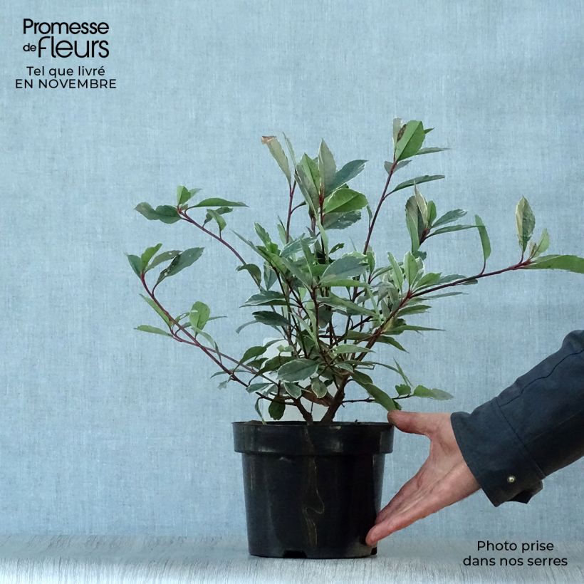 Exemplar von Photinia fraseri Louise Pot de 2L/3L wie im Herbst geliefert