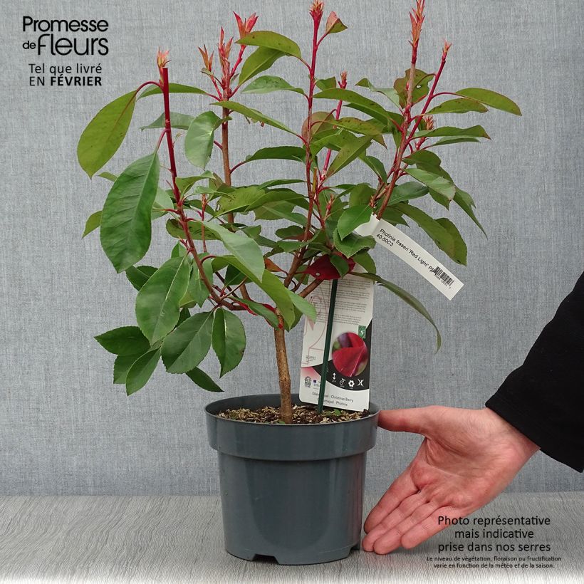 Exemplar von Photinia fraseri Red Light Pot de 3L/4L wie im Winter geliefert