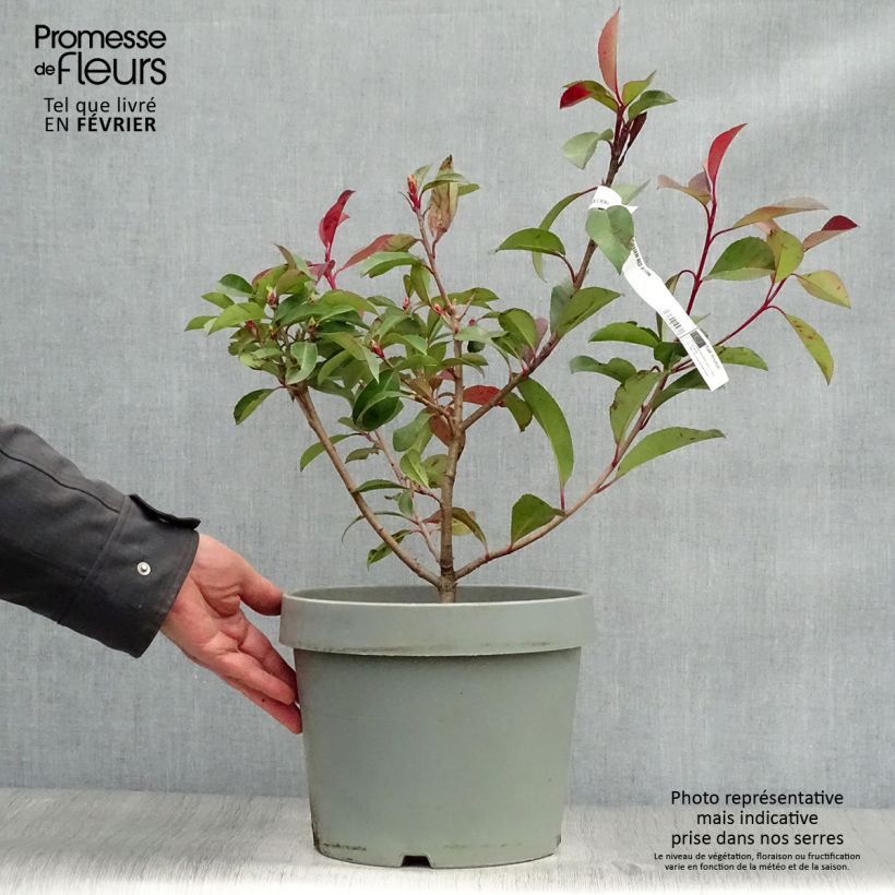 Exemplar von Rote Glanzmispel Red Robin - Photinia fraseri wie im Winter geliefert