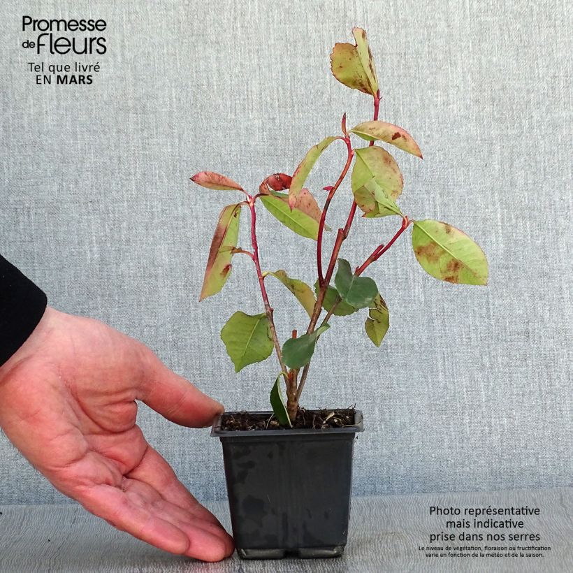 Exemplar von Photinia fraseri Red Robin Blood Godet de 9cm wie im Winter geliefert