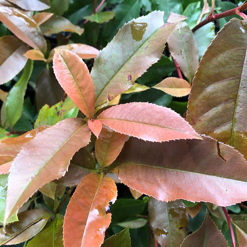 Rote Glanzmispel Red Robin Blood - Photinia fraseri (Laub)