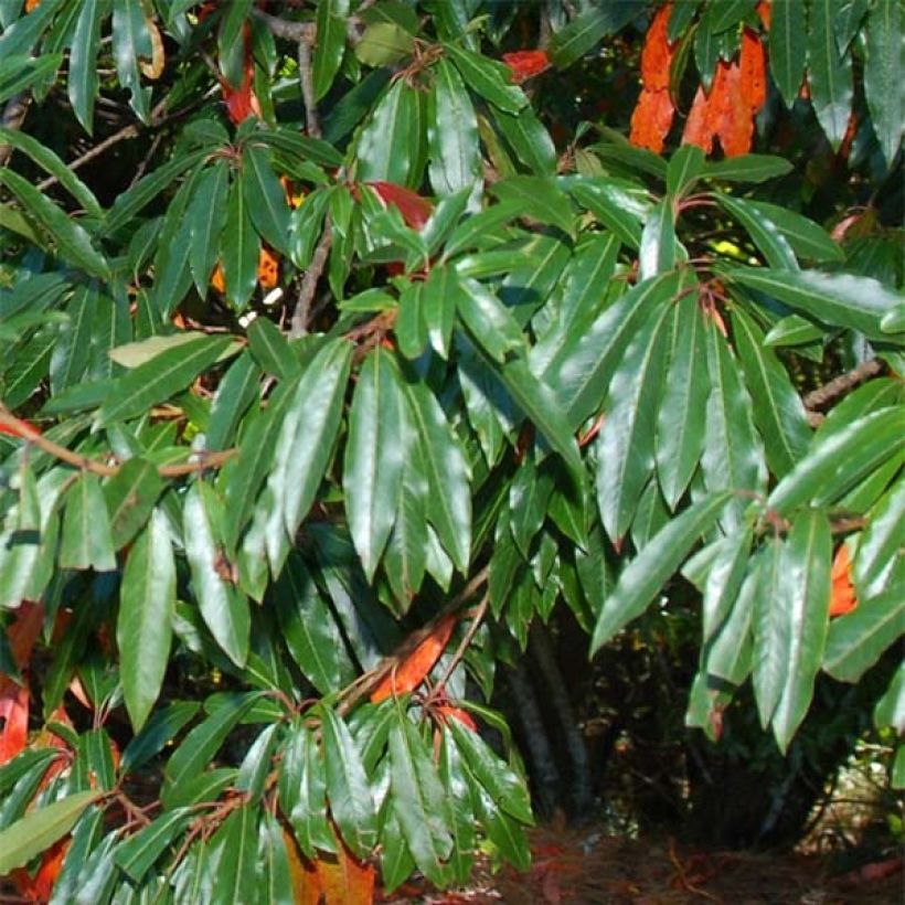 Photinia niitakayamensis - Niitakayamensis-Glanzmispel (Laub)