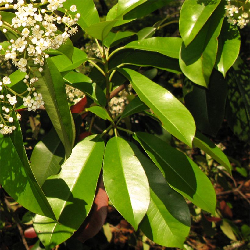 Photinia serratifolia - Sägeblättrige Glanzmispel (Laub)