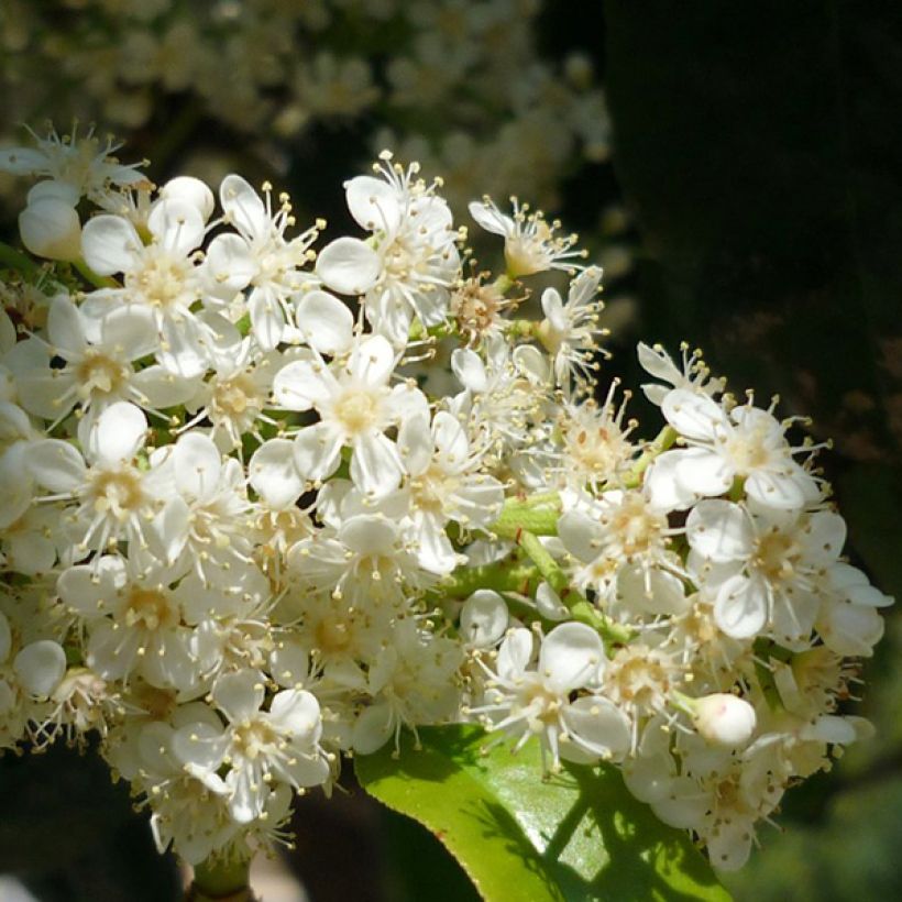 Photinia serratifolia - Sägeblättrige Glanzmispel (Blüte)