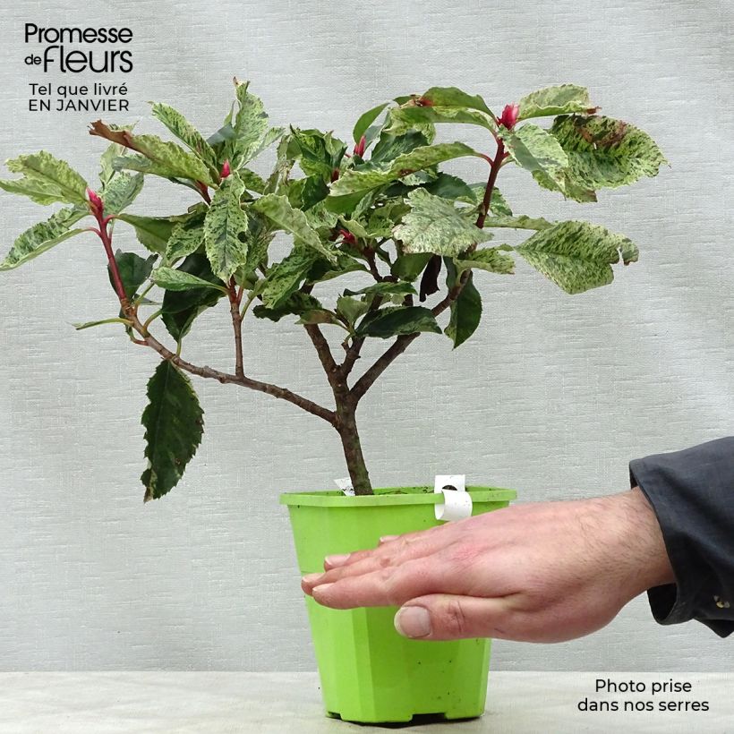 Exemplar von Photinia serratifolia Pink Crispy - Sägeblättrige Glanzmispel wie im Winter geliefert