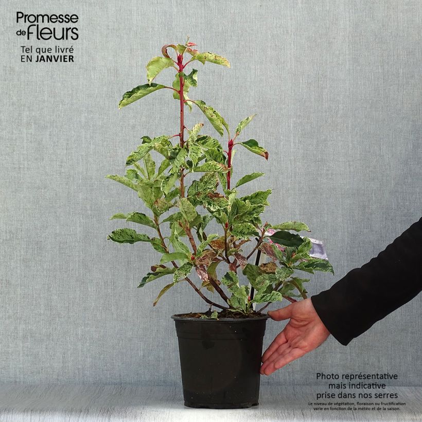 Exemplar von Photinia serratifolia Pink Crispy - Sägeblättrige Glanzmispel wie im Winter geliefert