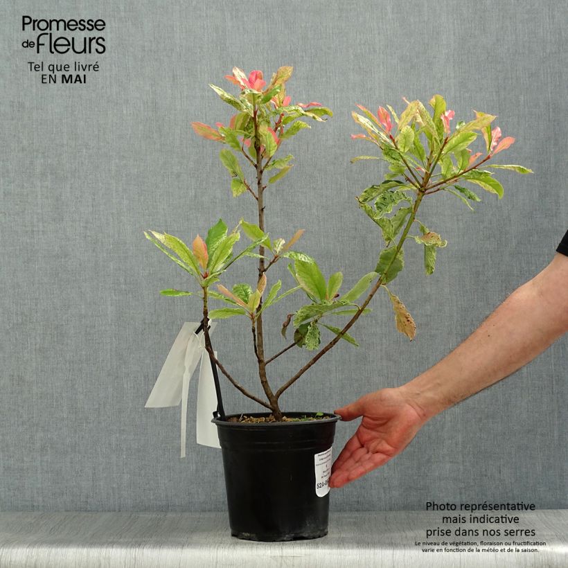 Exemplar von Photinia serratifolia Pink Crispy - Sägeblättrige Glanzmispel Topf mit 4L/5LGelieferte Höhe ca. 40/60cm wie im Frühjahr geliefert