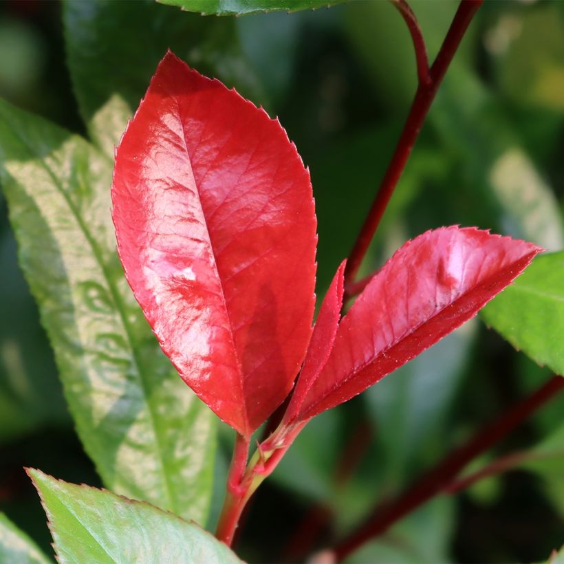 Rote Glanzmispel Baton Rouge - Photinia fraseri (Laub)