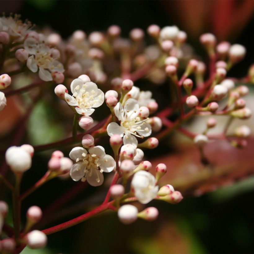 Rote Glanzmispel Baton Rouge - Photinia fraseri (Blüte)