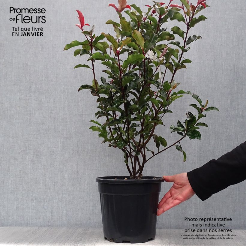 Exemplar von Photinia x fraseri Magical Volcano en pot de 7,5L/10L wie im Winter geliefert