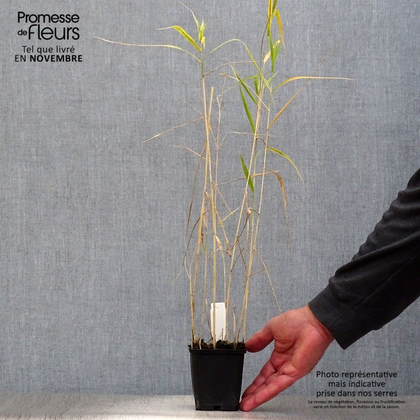 Exemplar von Phragmites australis - Roseau commun Godet de 9cm wie im Herbst geliefert