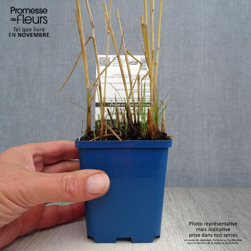 Exemplar von Phragmites australis Variegatus - Roseau panaché Godet de 9cm wie im Herbst geliefert