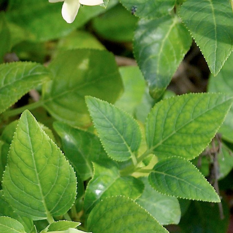 Kapfuchsie Yellow Trumpet - Phygelius aequalis (Laub)