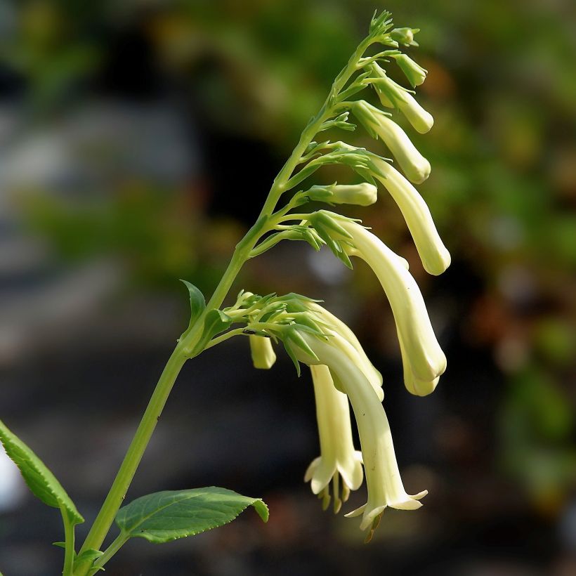 Kapfuchsie Yellow Trumpet - Phygelius aequalis (Blüte)