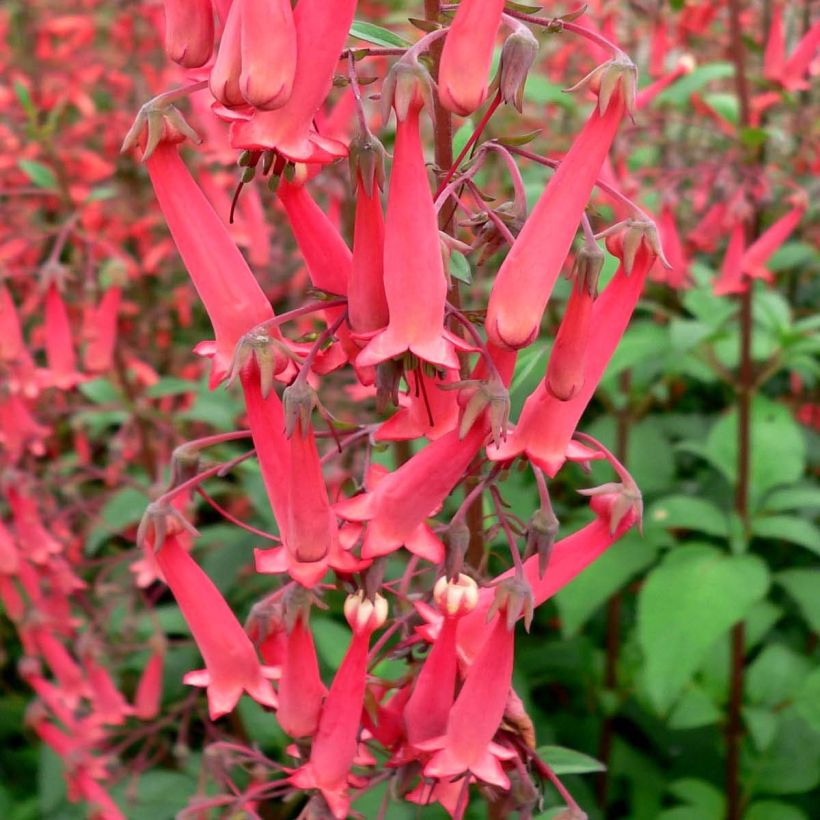 Kapfuchsie - Phygelius capensis (Blüte)